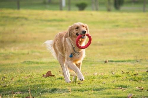 镇江宠物爆料事件最新情况,最新进展揭秘，真相逐渐浮出水面